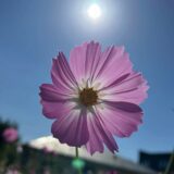 11月カレンダー