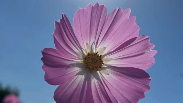 11月カレンダー