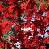 12月カレンダー