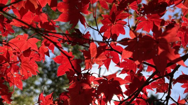 12月カレンダー